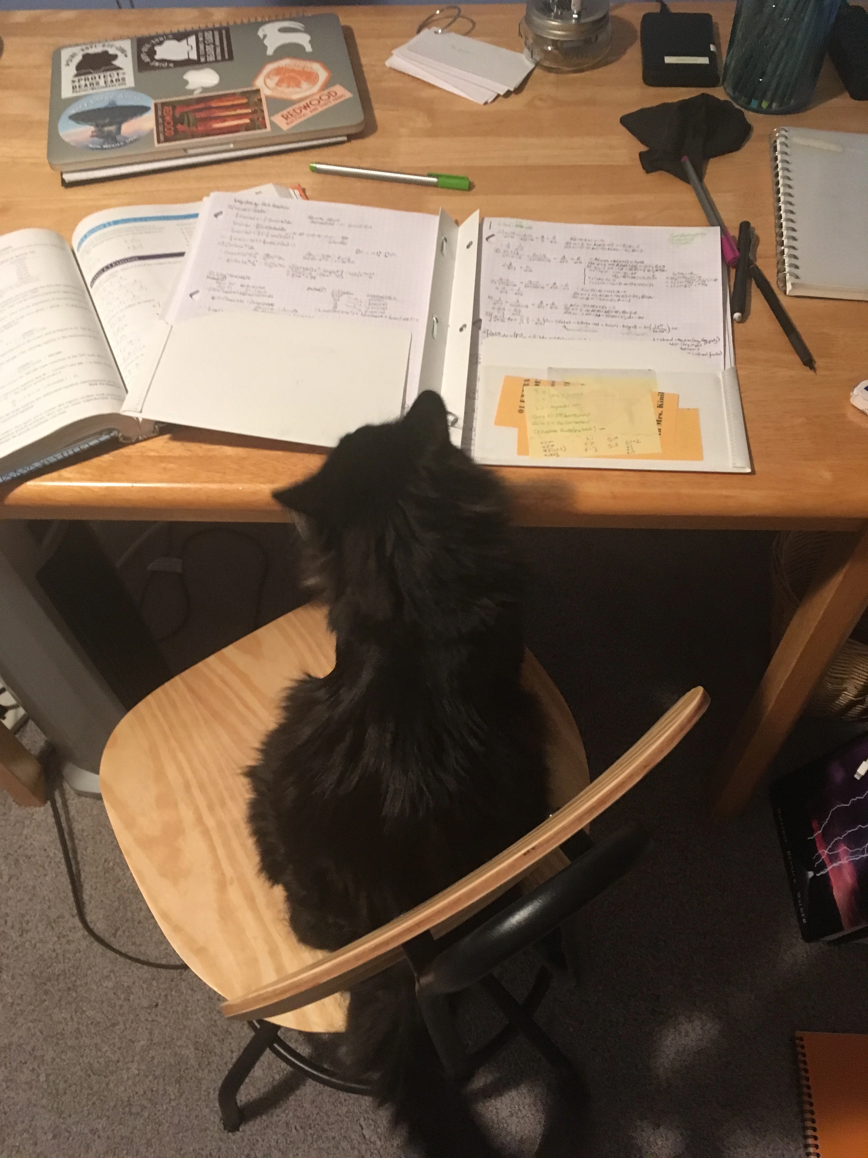 A picture of my cat doing some studying